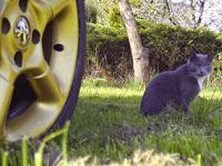 Uživatelský avatar